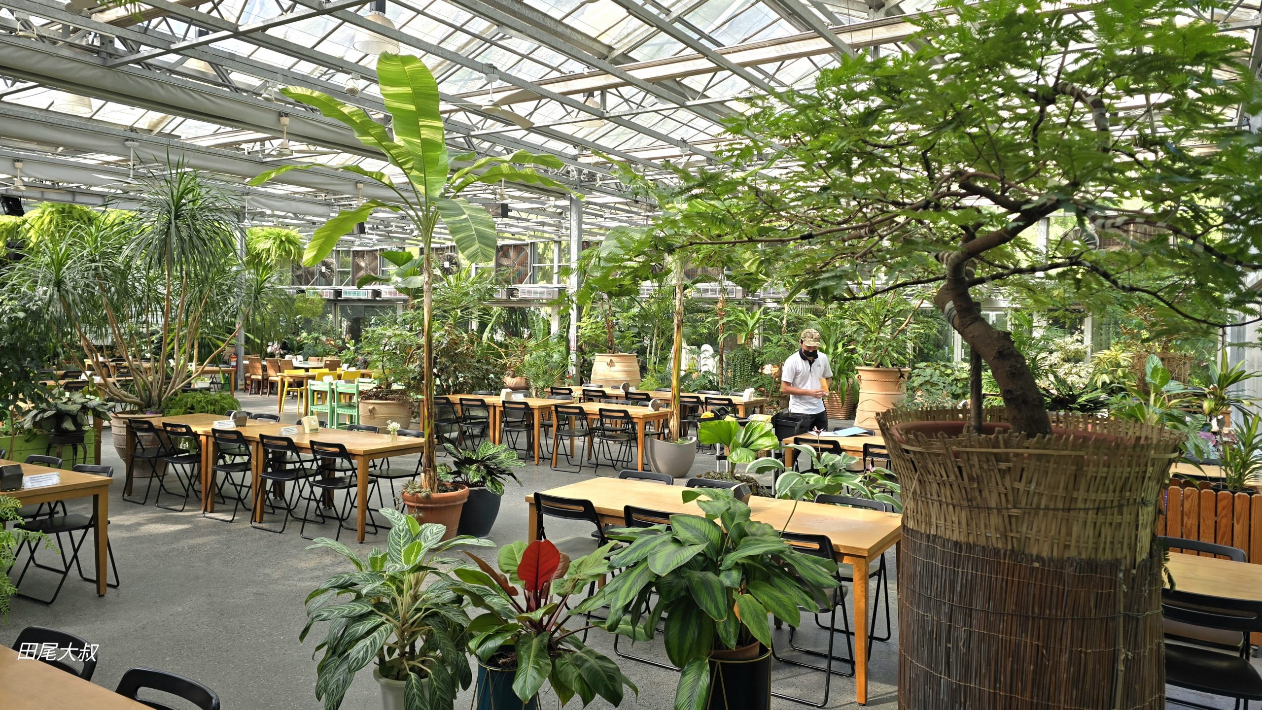 【菁芳園落羽松景觀餐廳】彰化景點推薦田尾公路花園 【菁芳園落羽松景觀餐廳】彰化景點推薦田尾公路花園