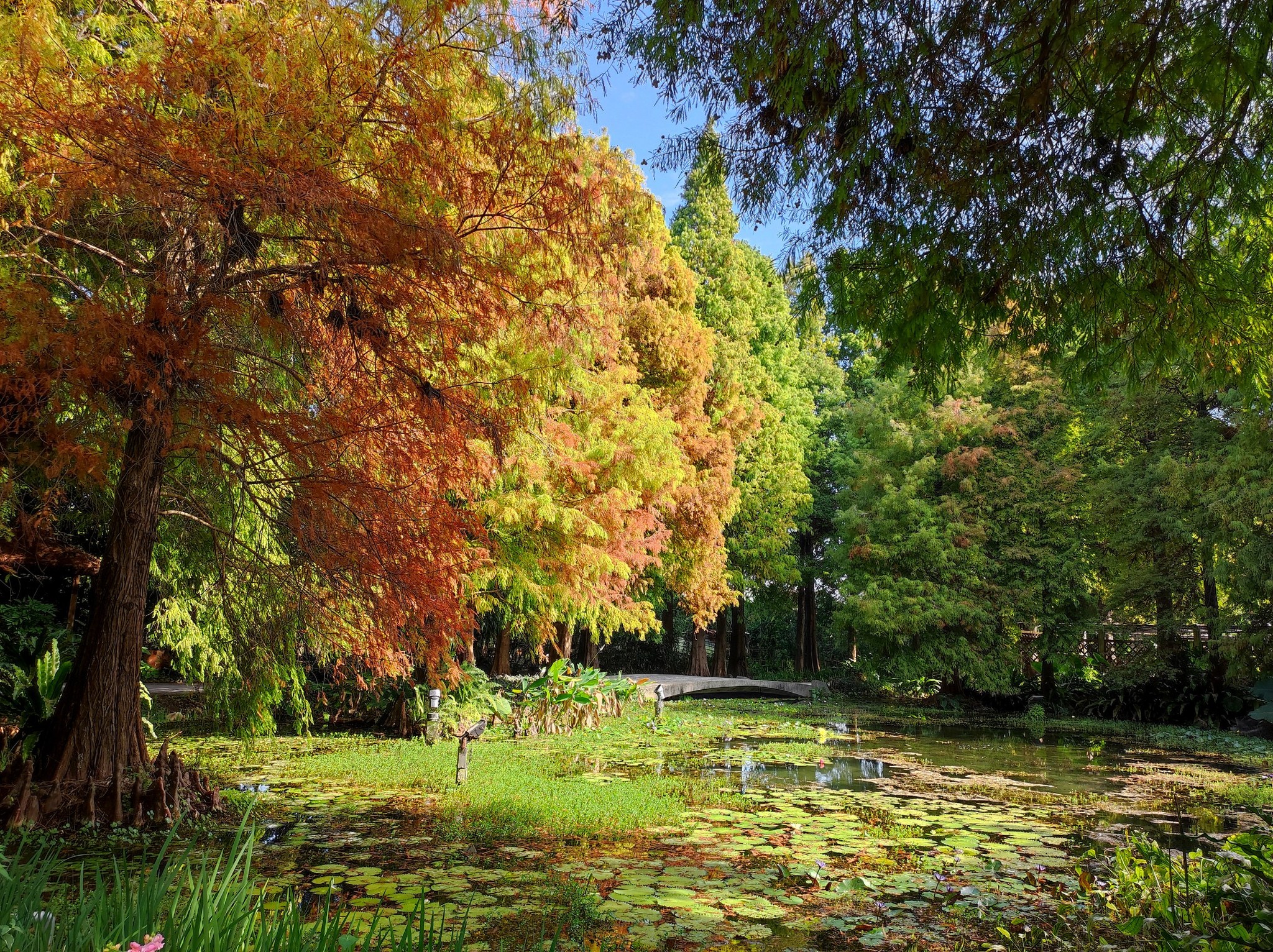 【菁芳園落羽松景觀餐廳】彰化景點推薦田尾公路花園 【菁芳園落羽松景觀餐廳】彰化景點推薦田尾公路花園