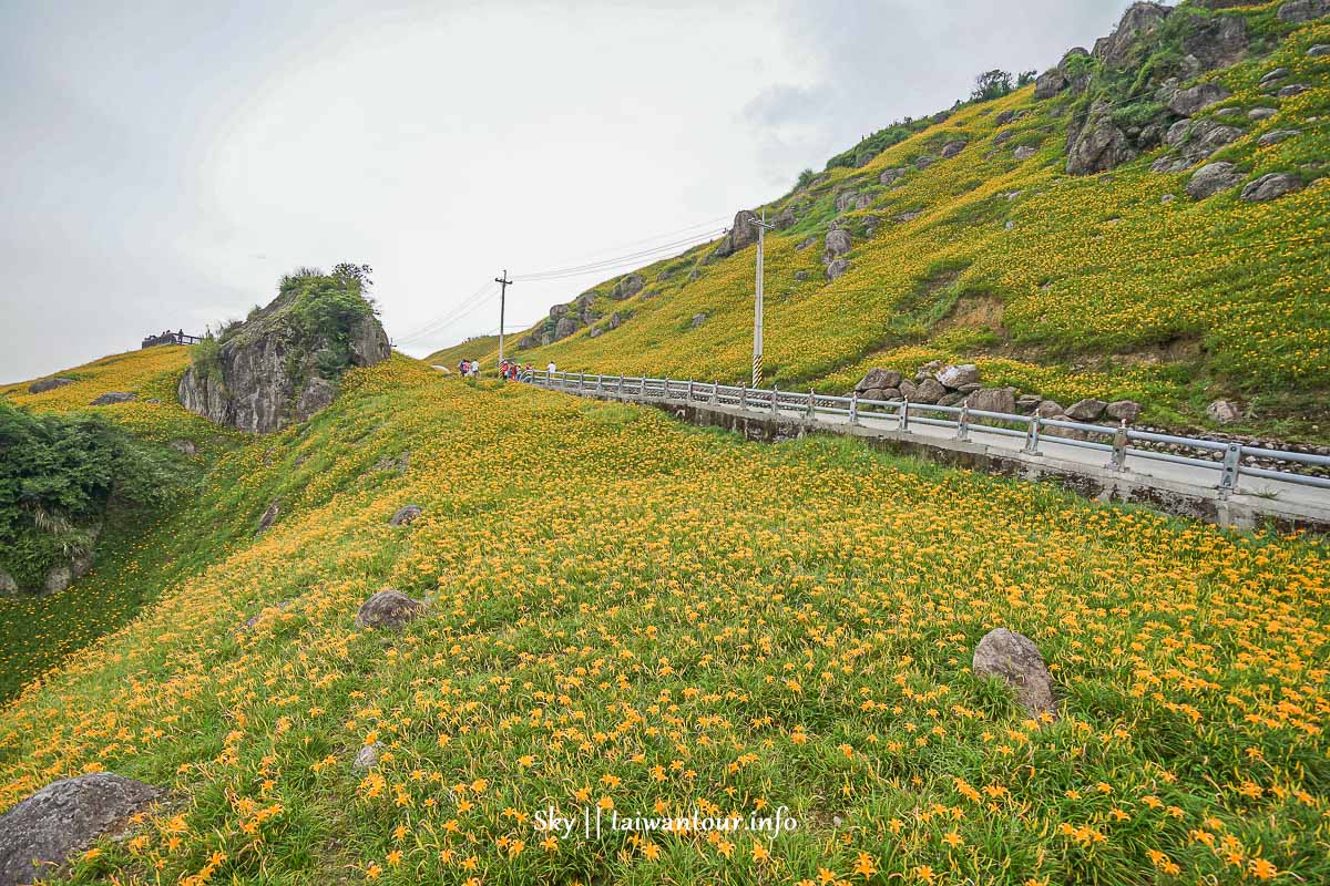 【六十石山】花蓮景點推薦富里金針花季.必拍.交通地圖