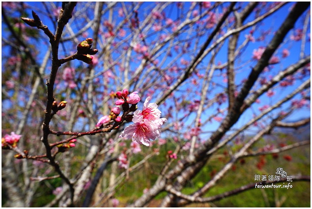 嘉義平原山丘小旅行兩日遊【西昌.塗溝社區.來吉部落】