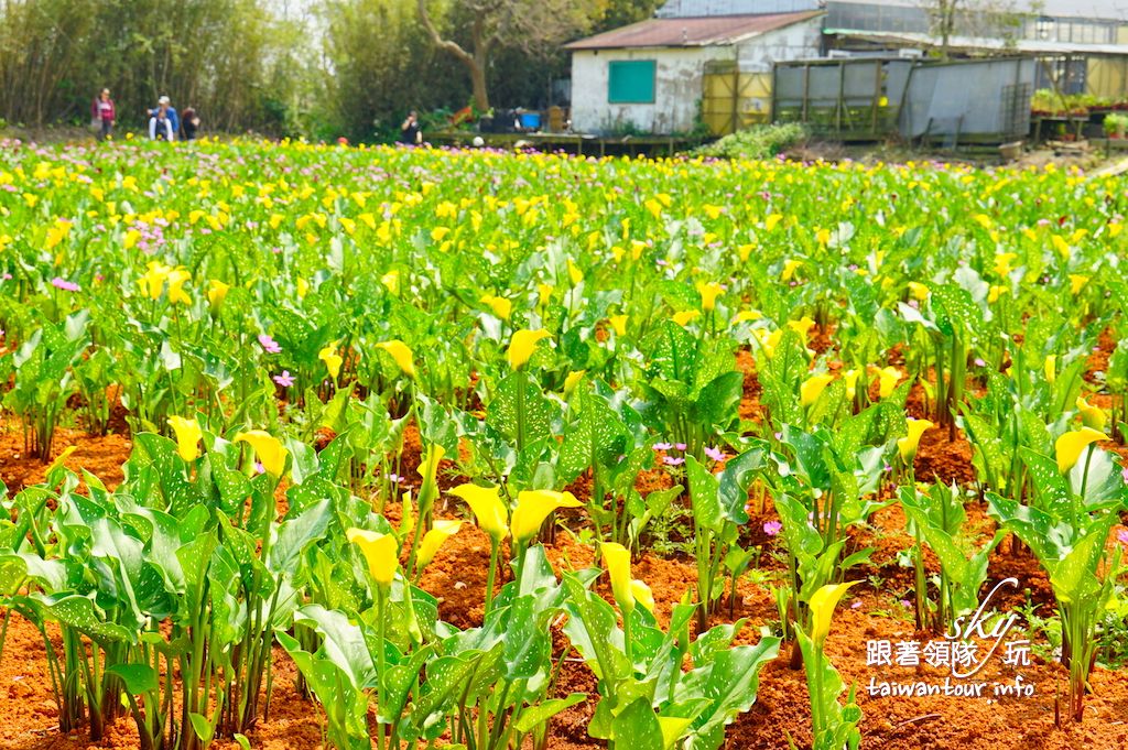 桃園景點推薦-大園溪海芋見你真好【2017彩色海芋季】