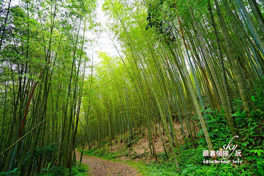 宛如電影場景的竹林秘境，走訪高山茶的故鄉，品嘗三十年老茶，體驗比賽茶品茶會，入住50多年的三合院，來場身、心、靈的昇華！記得要預約！　【龍眼林製茶廠。大山自在民宿】嘉義梅山竹林祕境推薦景點