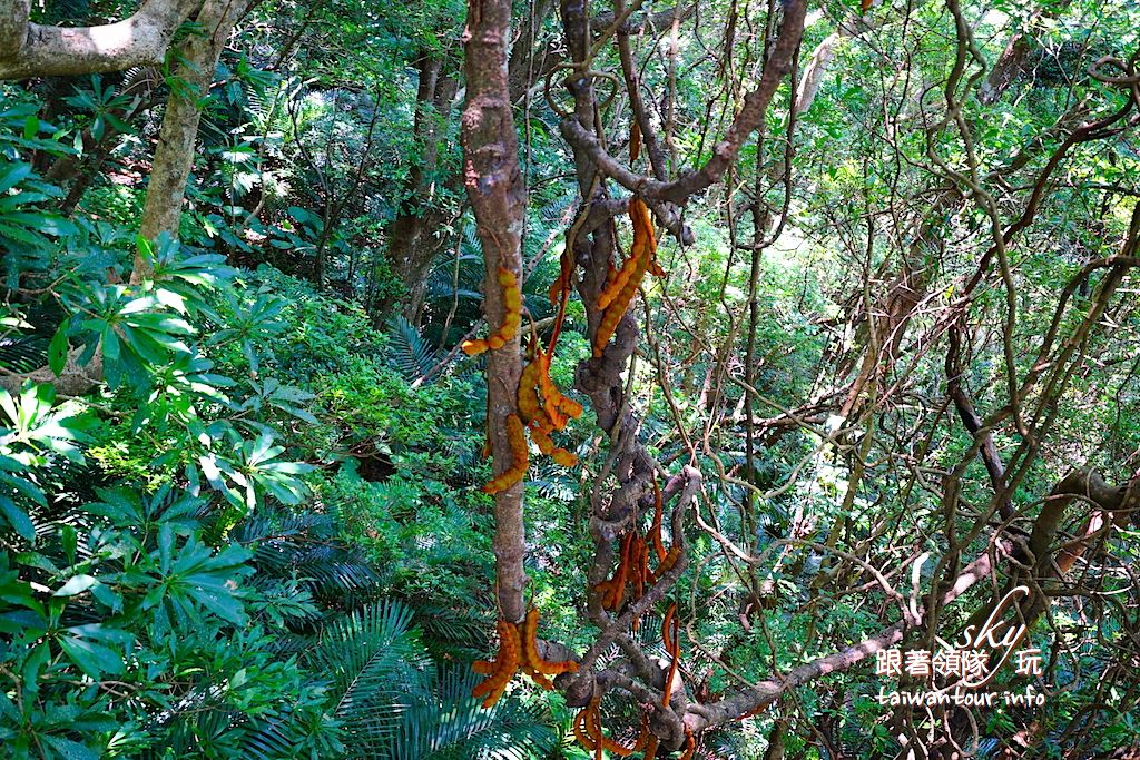 【巴陵古道】桃園復興鄉拉拉山秘境推薦親子景點