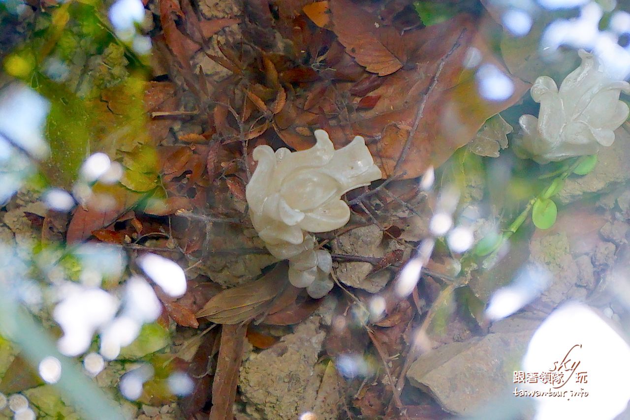 【巴陵古道】桃園復興鄉拉拉山秘境推薦親子景點