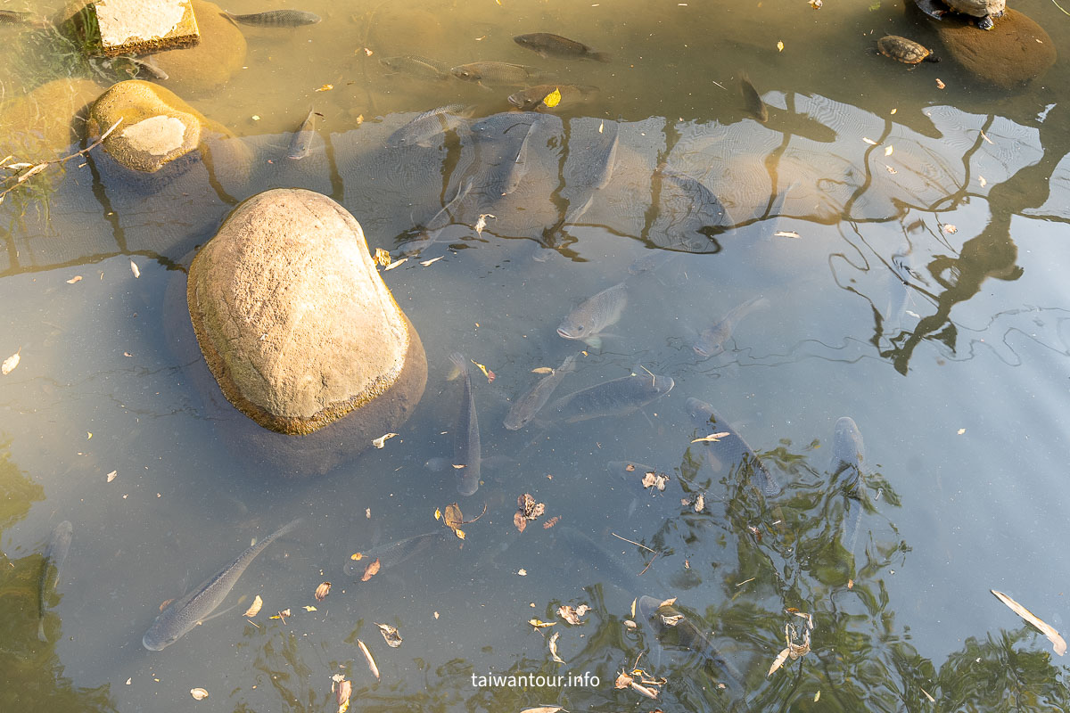 【功維敘隧道步道】苗栗景點推薦.貓貍山公園 【功維敘隧道步道】苗栗景點推薦.貓貍山公園