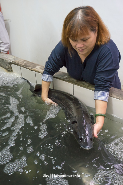 【石門水庫活魚節】桃園一日遊景點美食.賞楓.健行