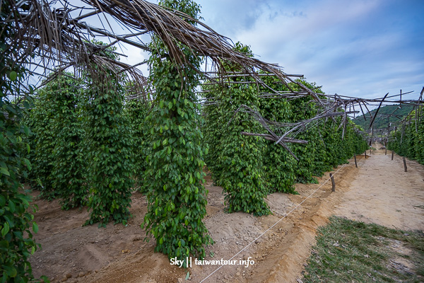 柬埔寨景點推薦-貢布【La Plantation Kampot 胡椒植物園】