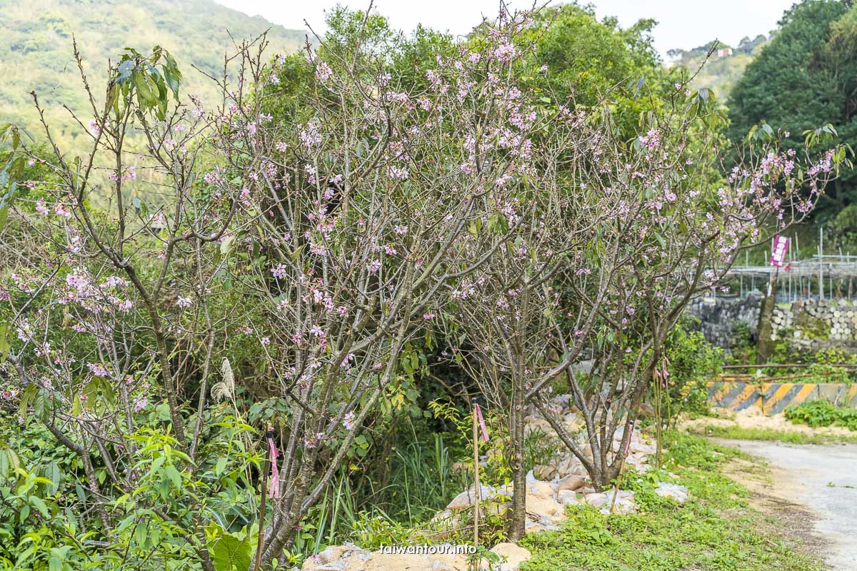 【八里柚香農場(桃樂絲森林餐廳)】新北親子景點八里櫻花.柚子花秘境