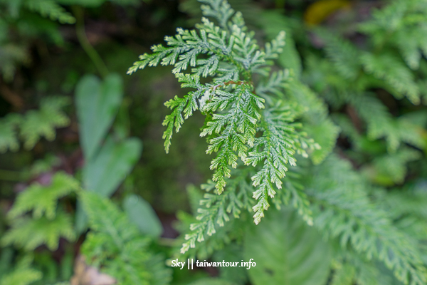 【鴛鴦谷瀑布群】新竹景點推薦尖石鄉秘境