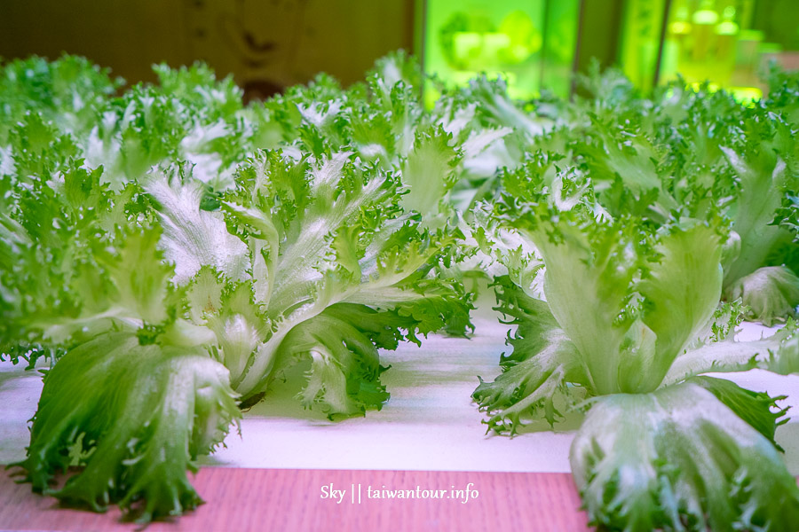 台北NICE GREEn美蔬菜DIY【小小科技農夫親子體驗營】夏令營
