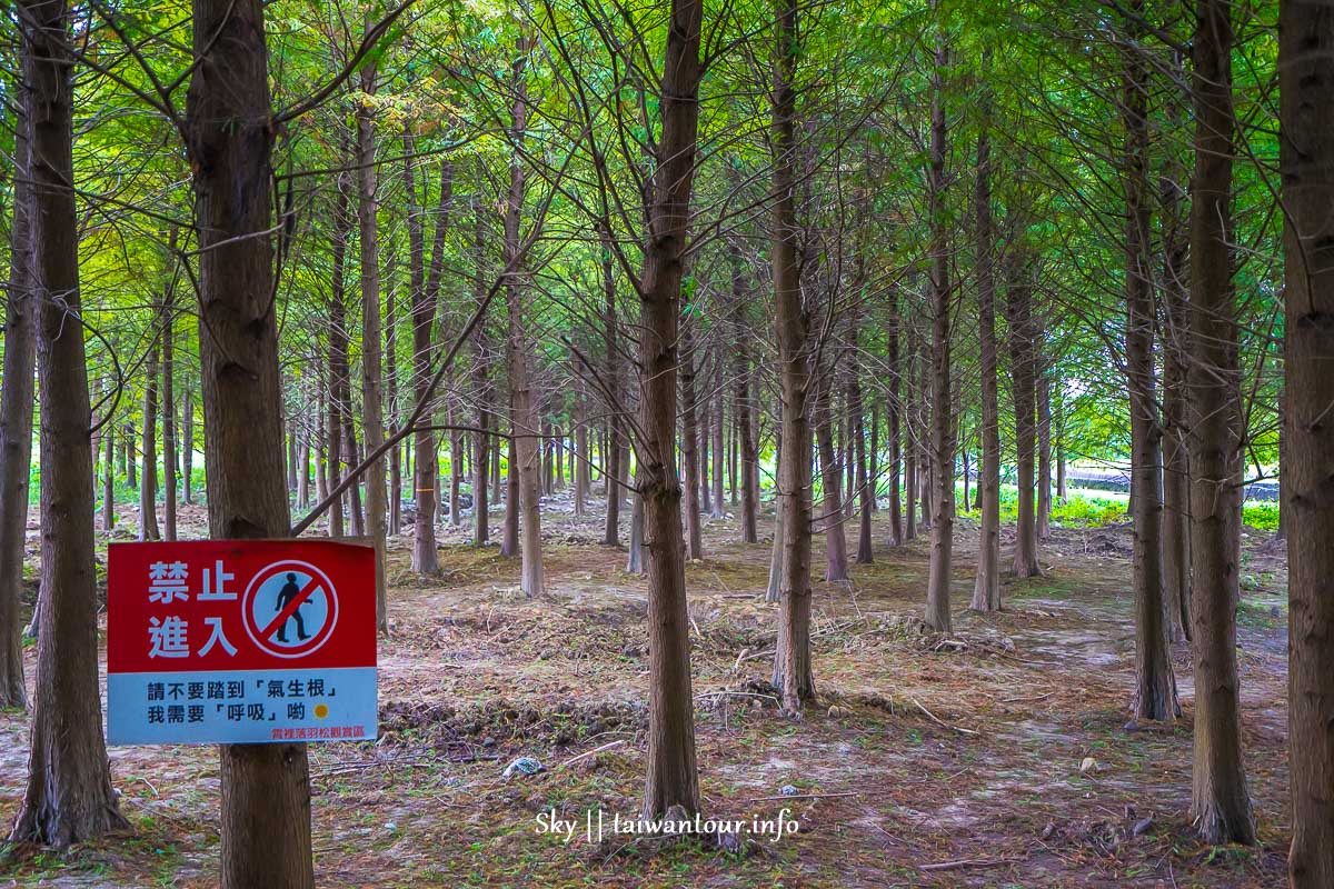 【大溪區南興落羽松(八德落羽松森林)】桃園秘境網美打卡落羽松季節.停車交通資訊