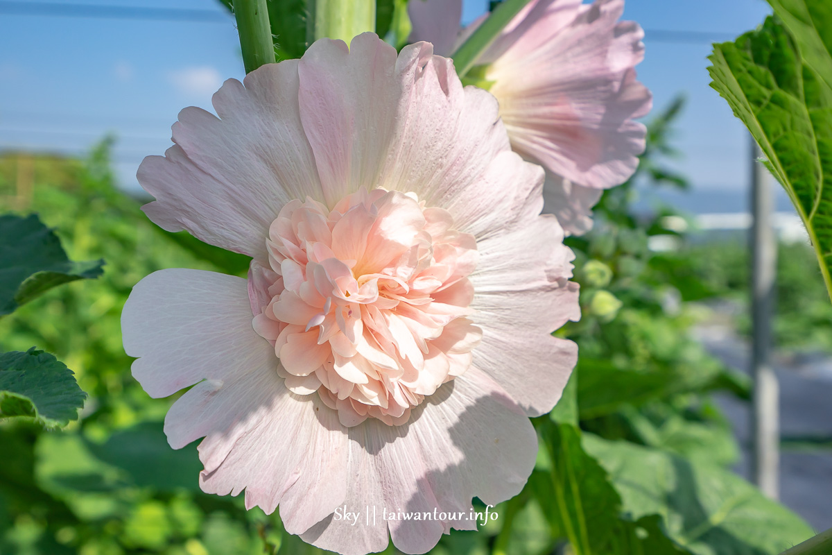 【大明里蜀葵花海】彰化員林約會景點.交通.花季時間