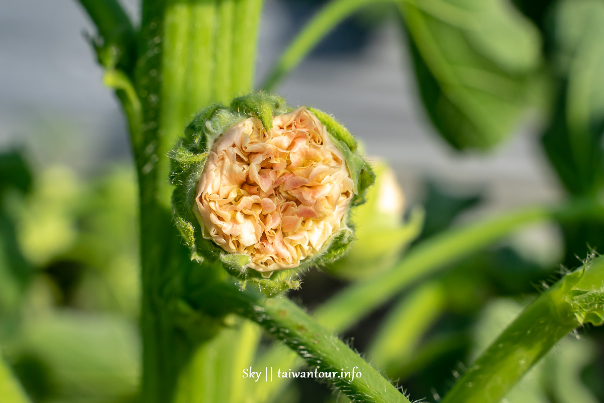 【大明里蜀葵花海】彰化員林約會景點.交通.花季時間