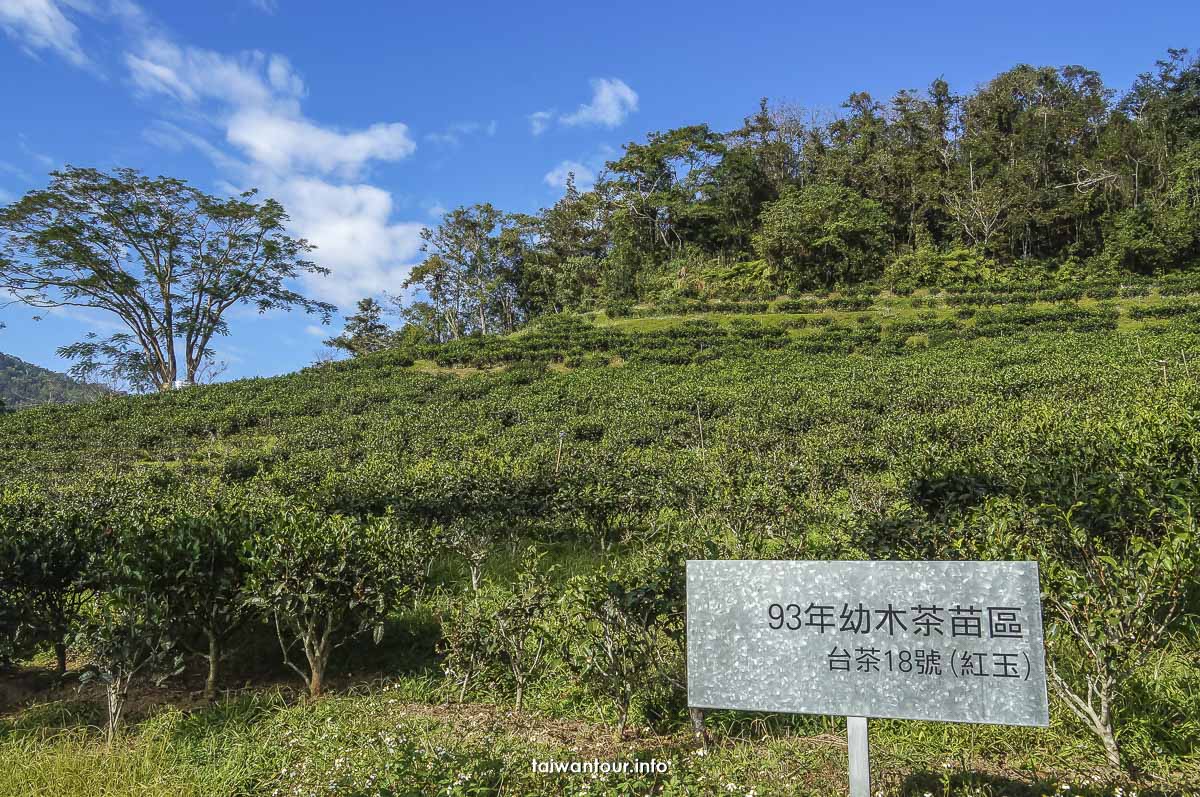 【農林日月老茶廠】南投茶金景點推薦魚池鄉紅玉.阿薩姆紅茶