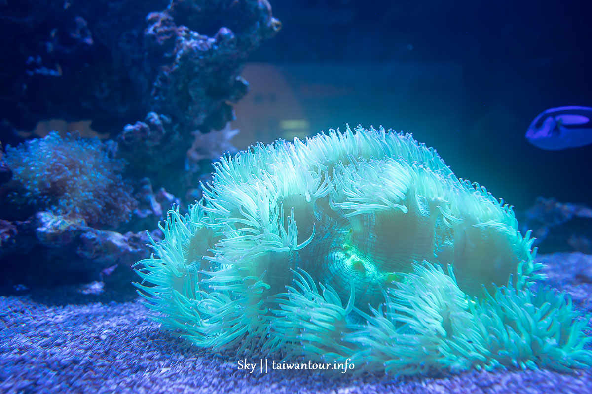 2022【金車生技水產養殖研發中心】宜蘭礁溪親子景點水族館.交通.鯊魚.餐廳