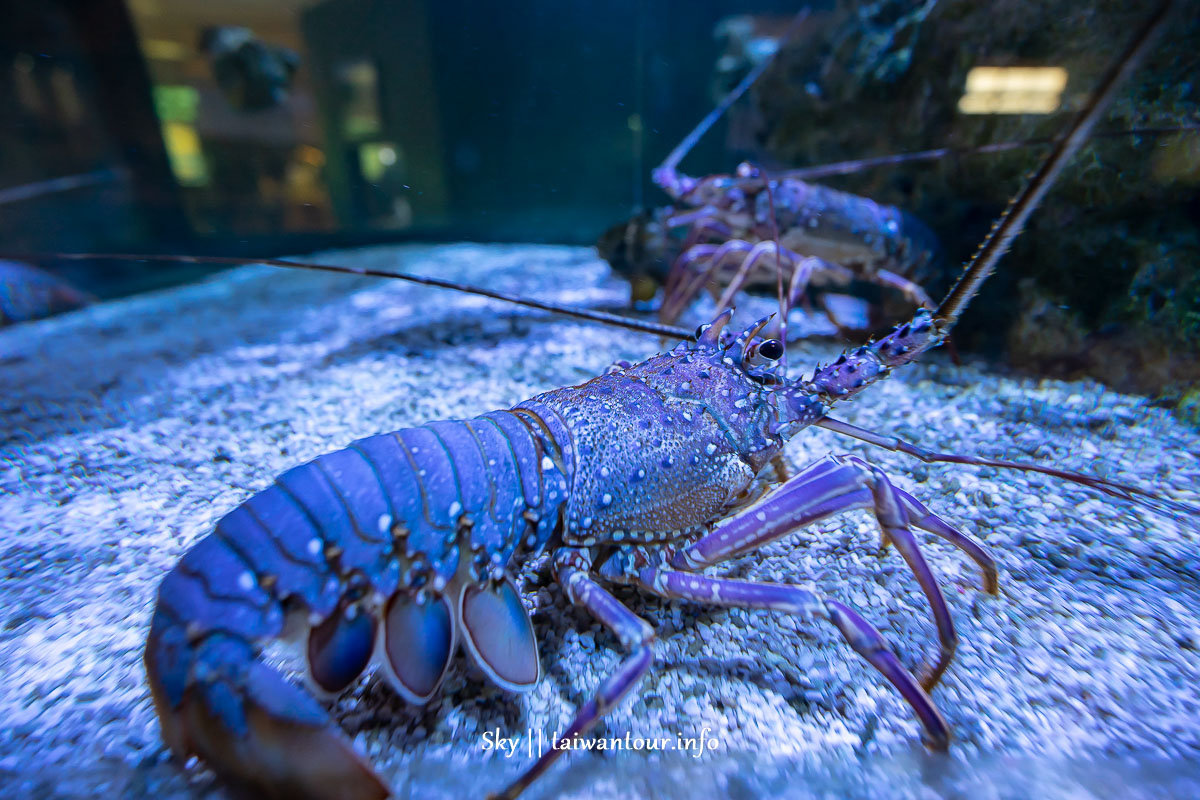 2022【金車生技水產養殖研發中心】宜蘭礁溪親子景點水族館.交通.鯊魚.餐廳