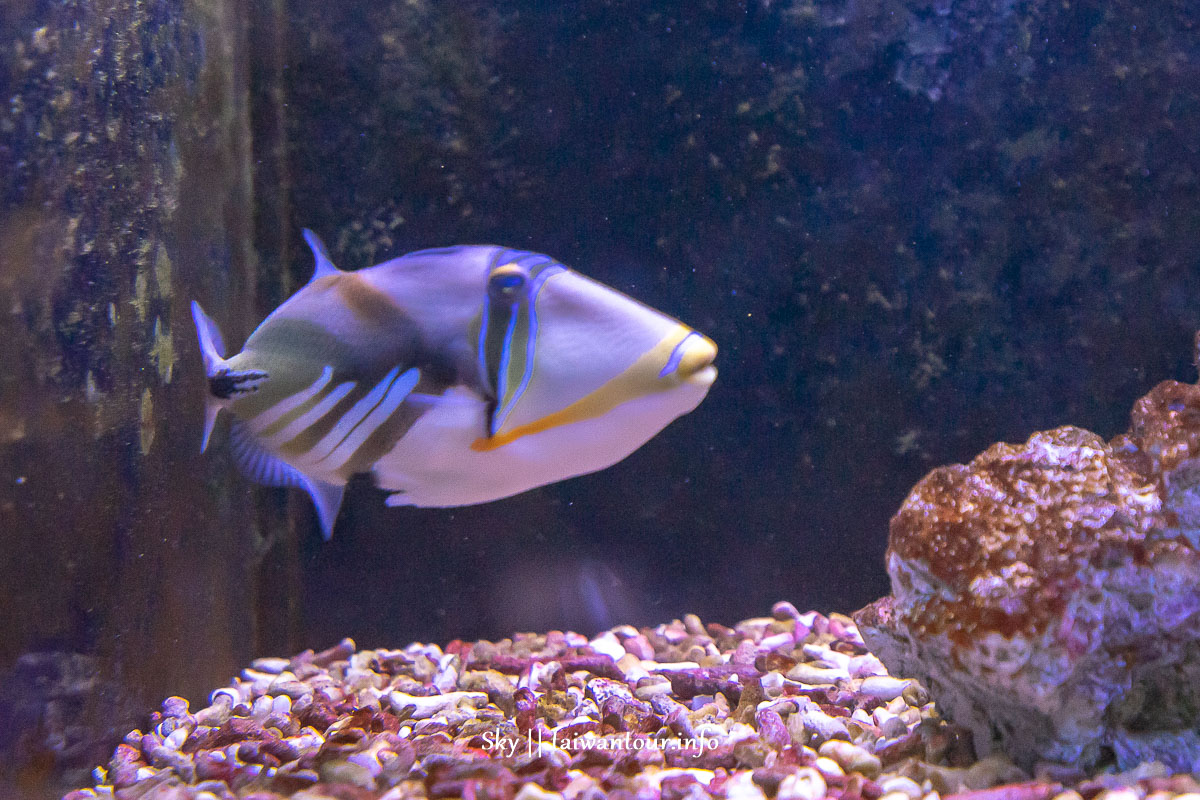 2022【金車生技水產養殖研發中心】宜蘭礁溪親子景點水族館.交通.鯊魚.餐廳