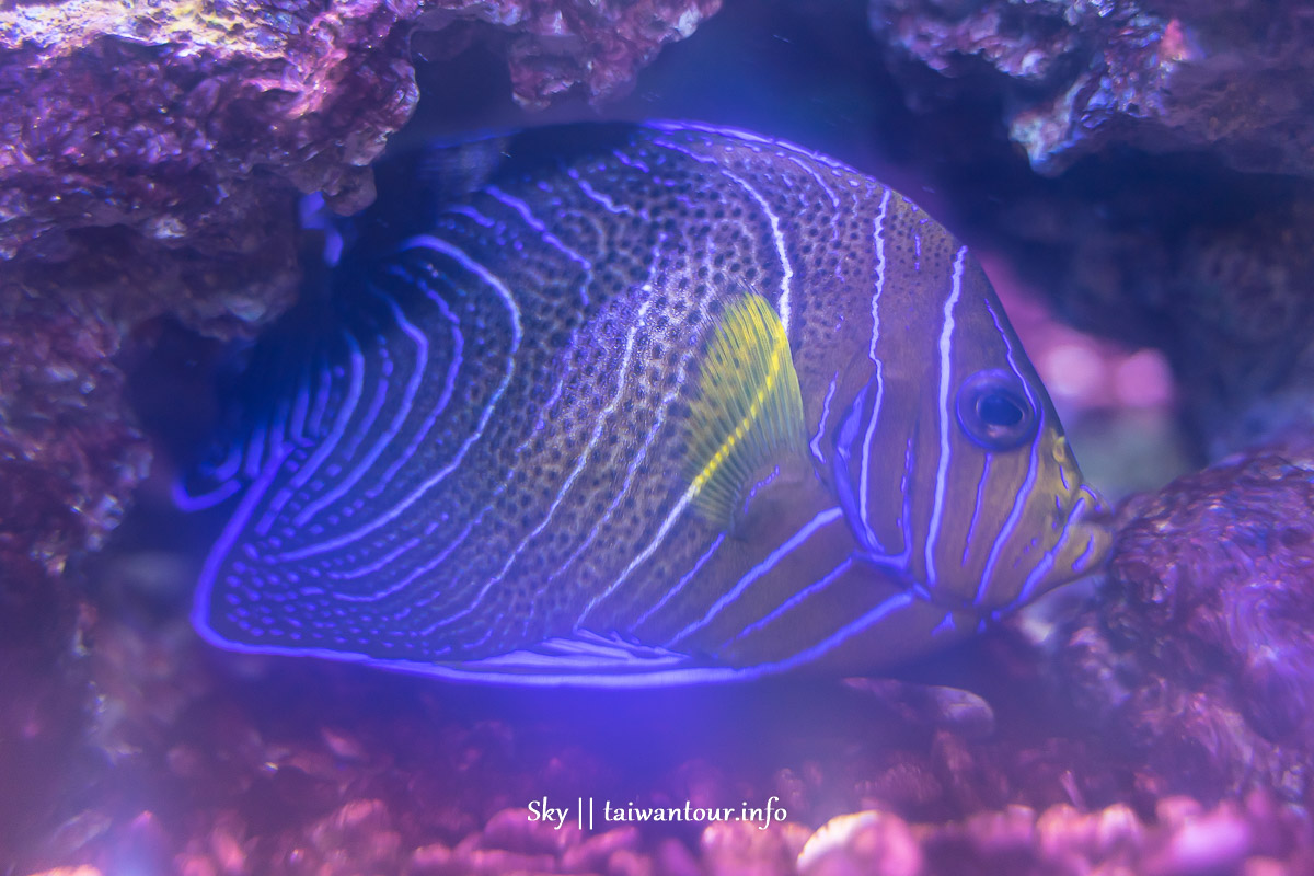 2022【金車生技水產養殖研發中心】宜蘭礁溪親子景點水族館.交通.鯊魚.餐廳