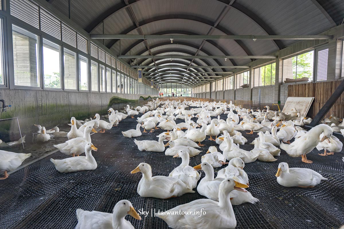 【甲鳥園養鴨農場】宜蘭礁溪親子景點午餐.交通.附近景點.美食