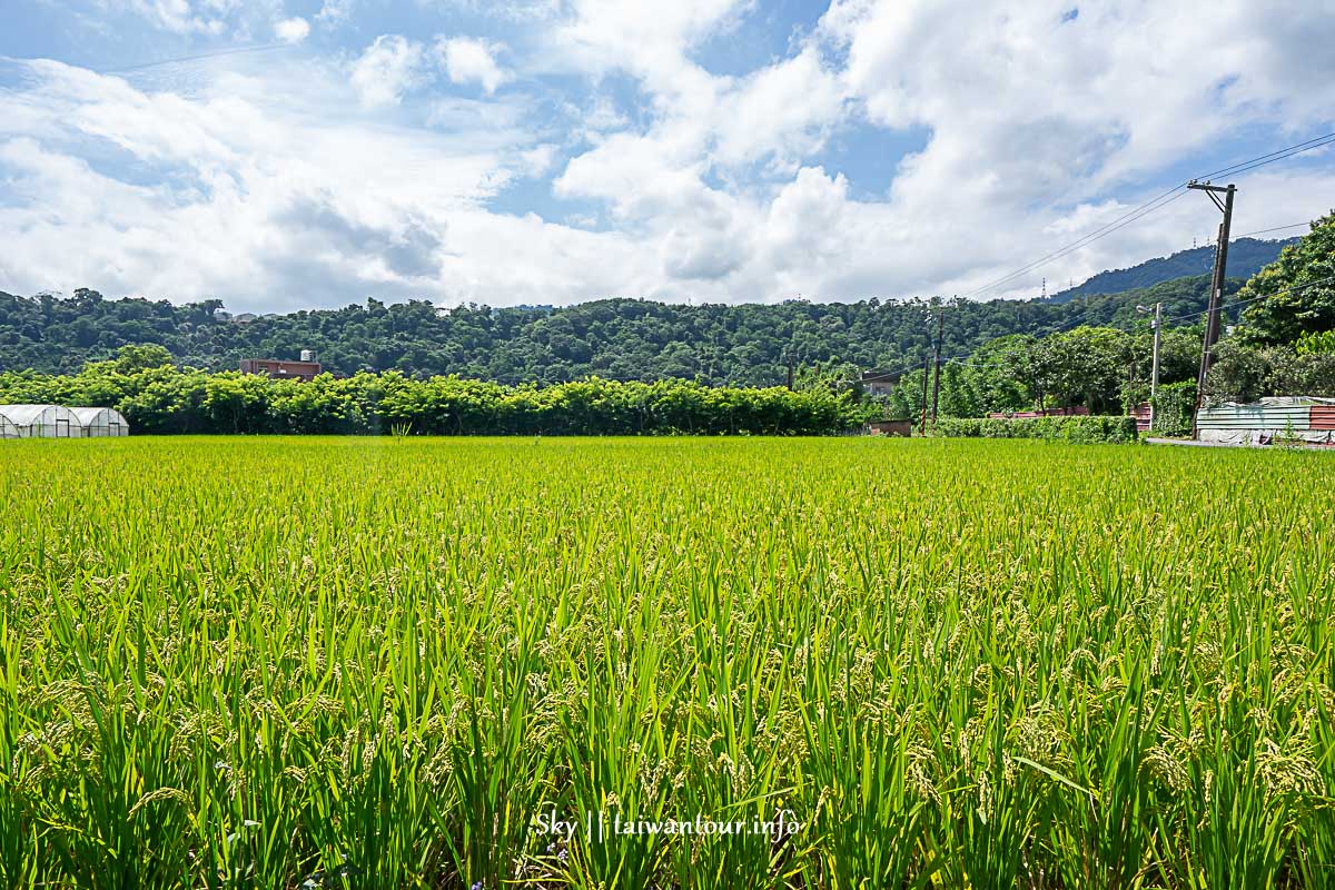 2019桃園大溪【康莊大食代小旅行】義和農村之旅.親子旅遊