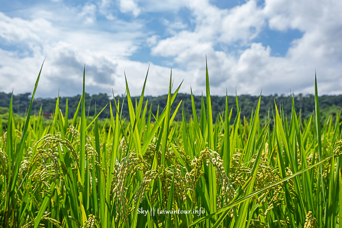 2019桃園大溪【康莊大食代小旅行】義和農村之旅.親子旅遊