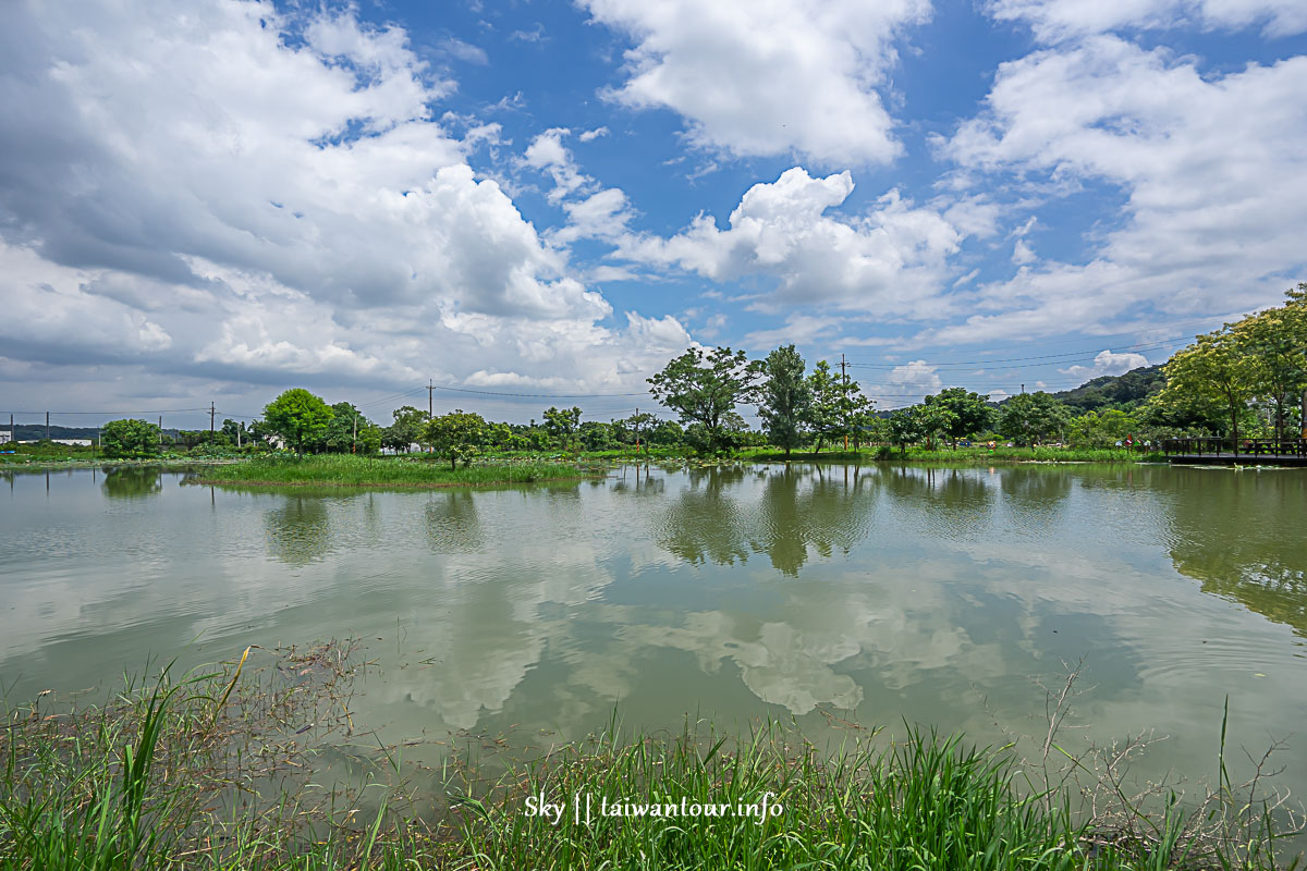 【十一指古道】桃園大溪油桐花秘境地址.百年茄苳樹