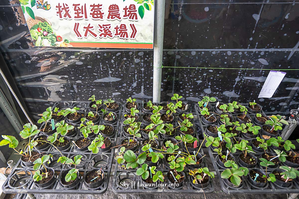 2019桃園大溪【康莊大食代小旅行】義和農村之旅.親子旅遊