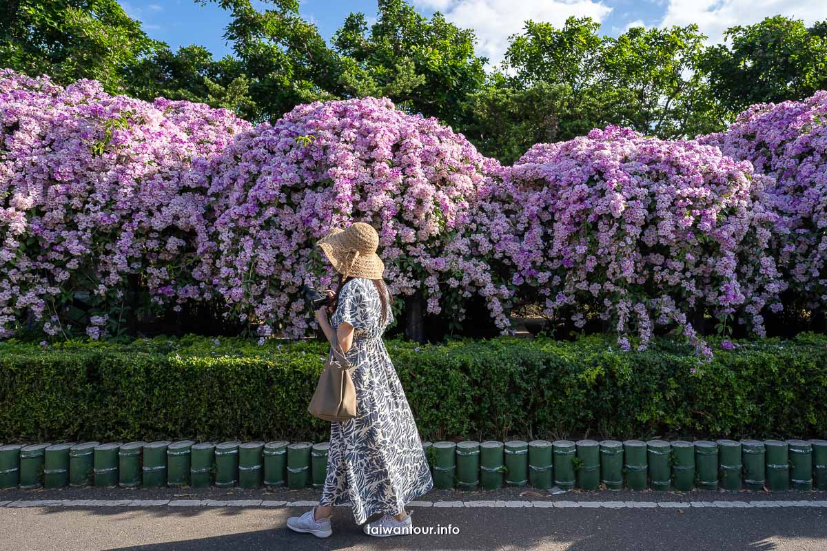 2023【楓樹河濱公園】泰山蒜香藤花季.交通怎麼去