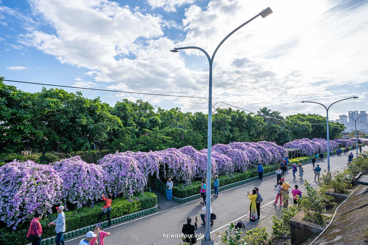 2023【楓樹河濱公園】泰山蒜香藤花季.交通怎麼去