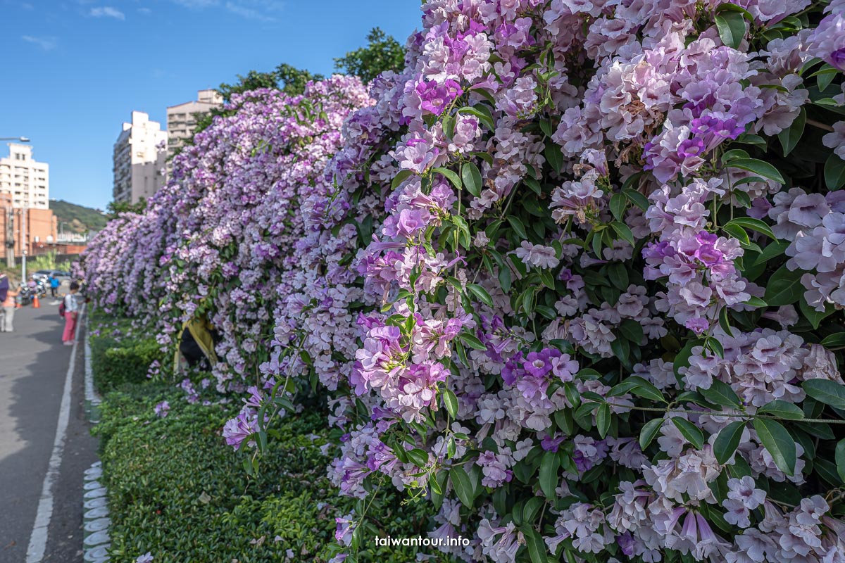 2023【楓樹河濱公園】泰山蒜香藤花季.交通怎麼去