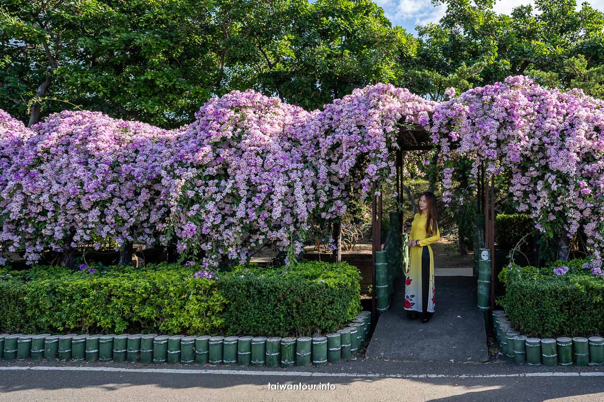 2023【楓樹河濱公園】泰山蒜香藤花季.交通怎麼去