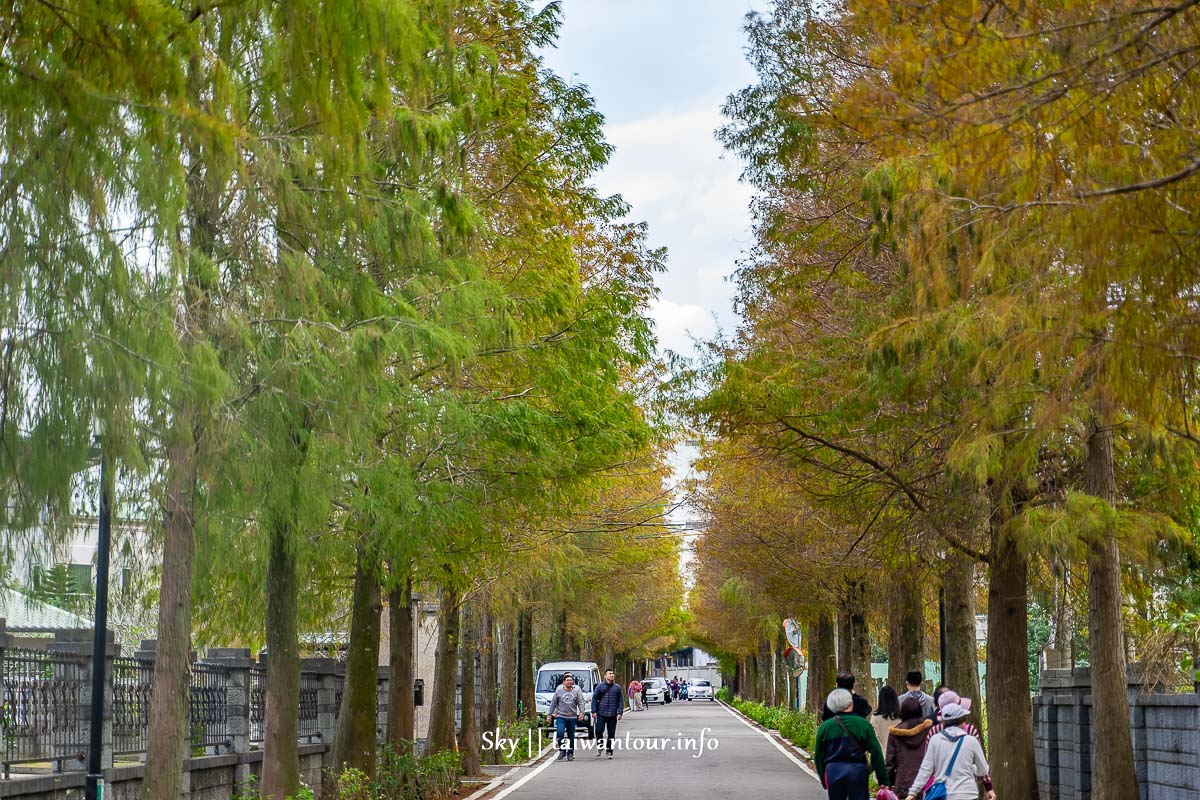 【大溪落羽松大道】桃園推薦景點落羽松季節.公車.紅了嗎