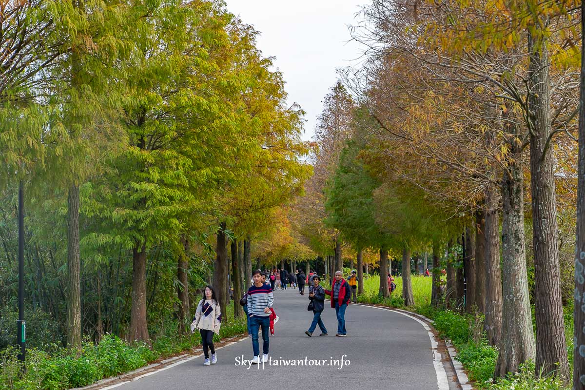 【大溪落羽松大道】桃園推薦景點落羽松季節.公車.紅了嗎