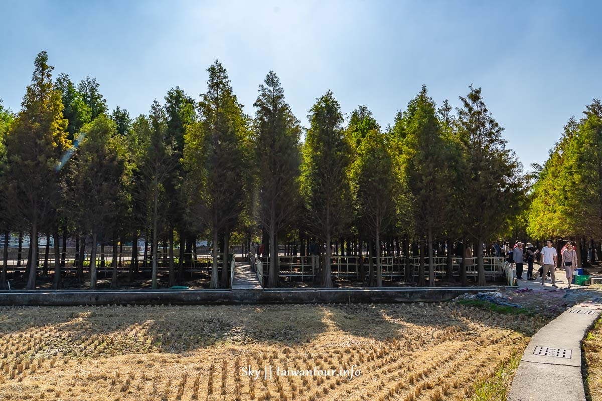 台中景點推薦【中科落羽松】季節.交通.親子IG網美必去