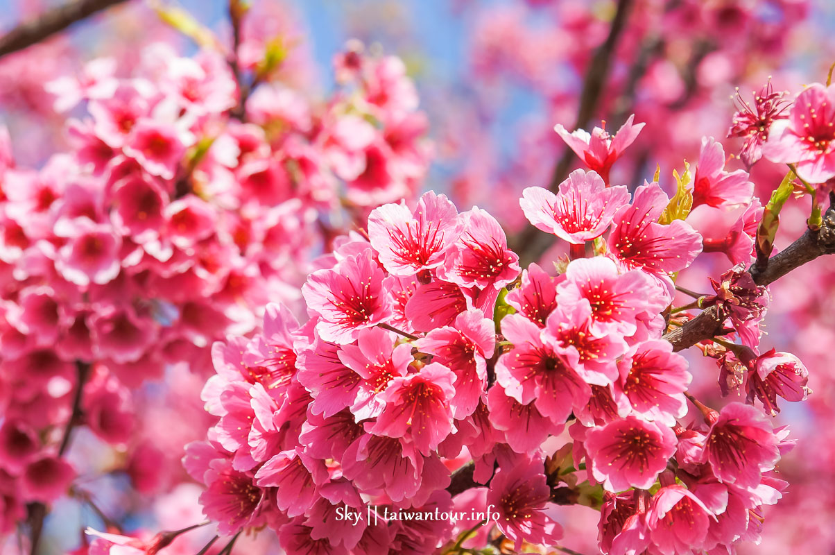 【平菁街42巷】台北士林景點推薦陽明山櫻花.怎麼去