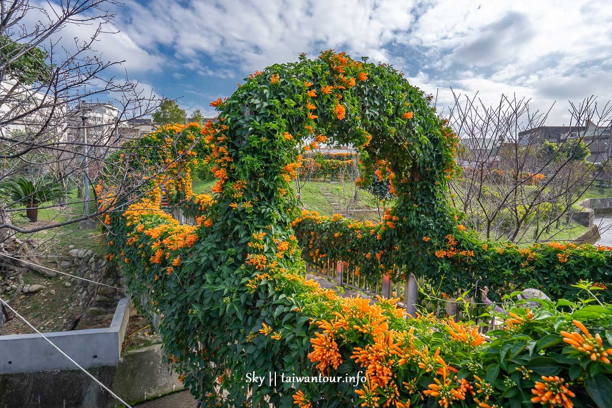 2024【鶯歌永吉公園】新北景點炮仗花季.特色親子公園怎麼去