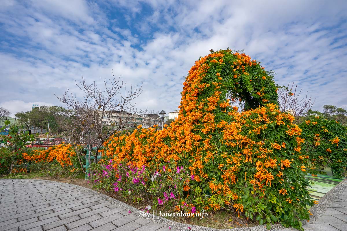 2024【鶯歌永吉公園】新北景點炮仗花季.特色親子公園怎麼去