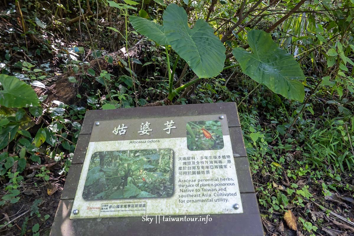 【水濂橋步道.糯米橋】新竹峨嵋景點推薦.不開車IG.網美秘境.台灣好行