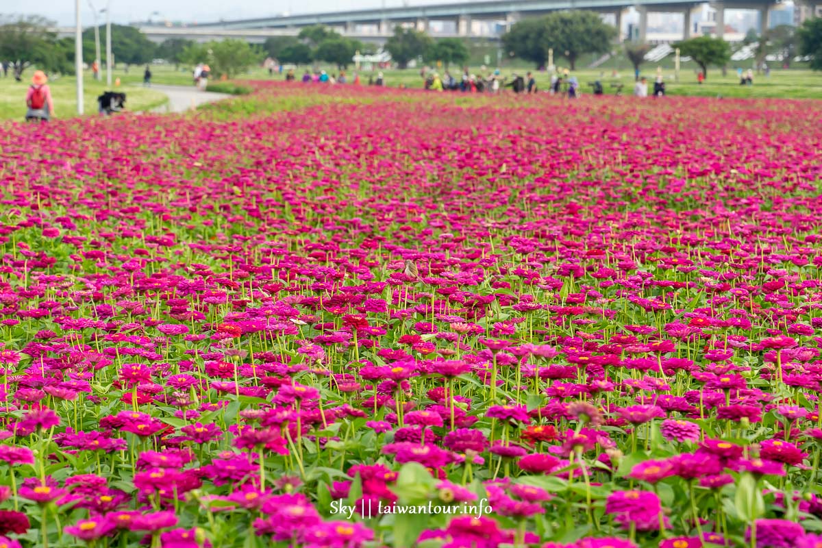 【新北大都會公園】一公頃艷紅花海大爆炸.親子景點