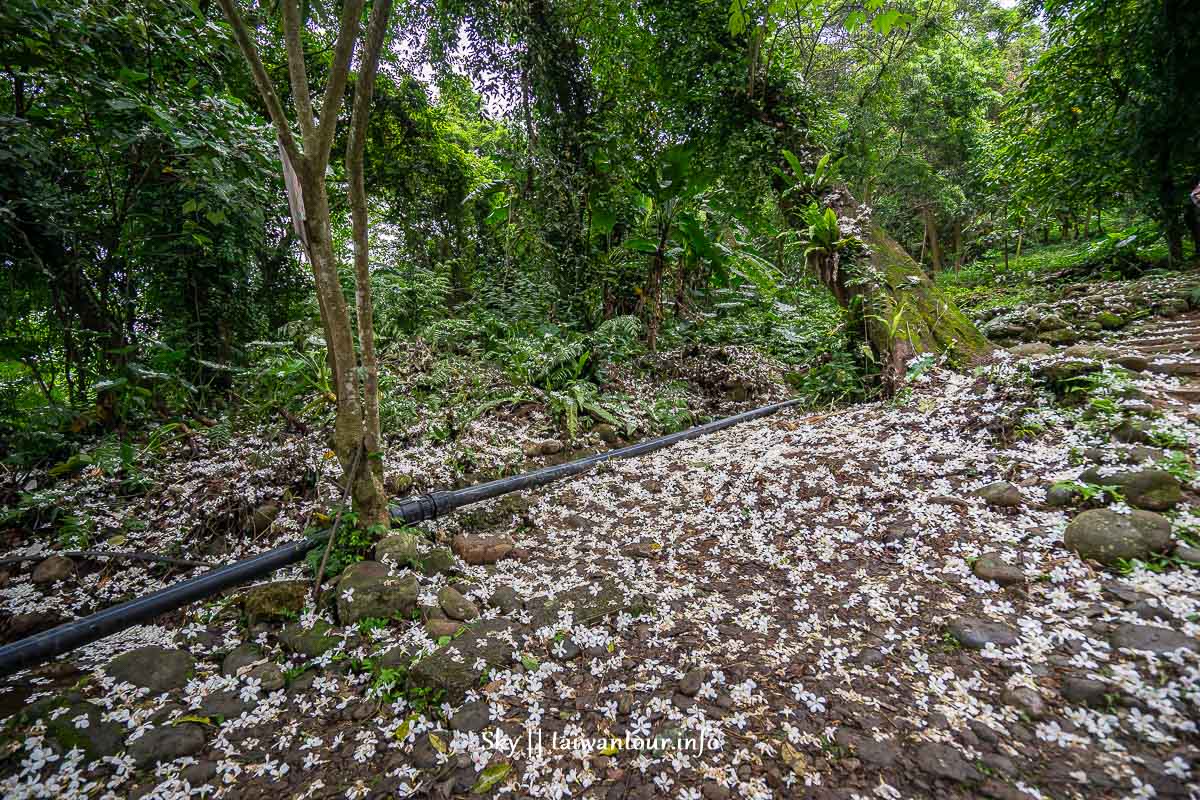 【十一指古道】桃園大溪油桐花秘境地址.百年茄苳樹