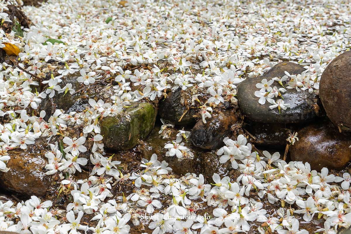 【十一指古道】桃園大溪油桐花秘境地址.百年茄苳樹