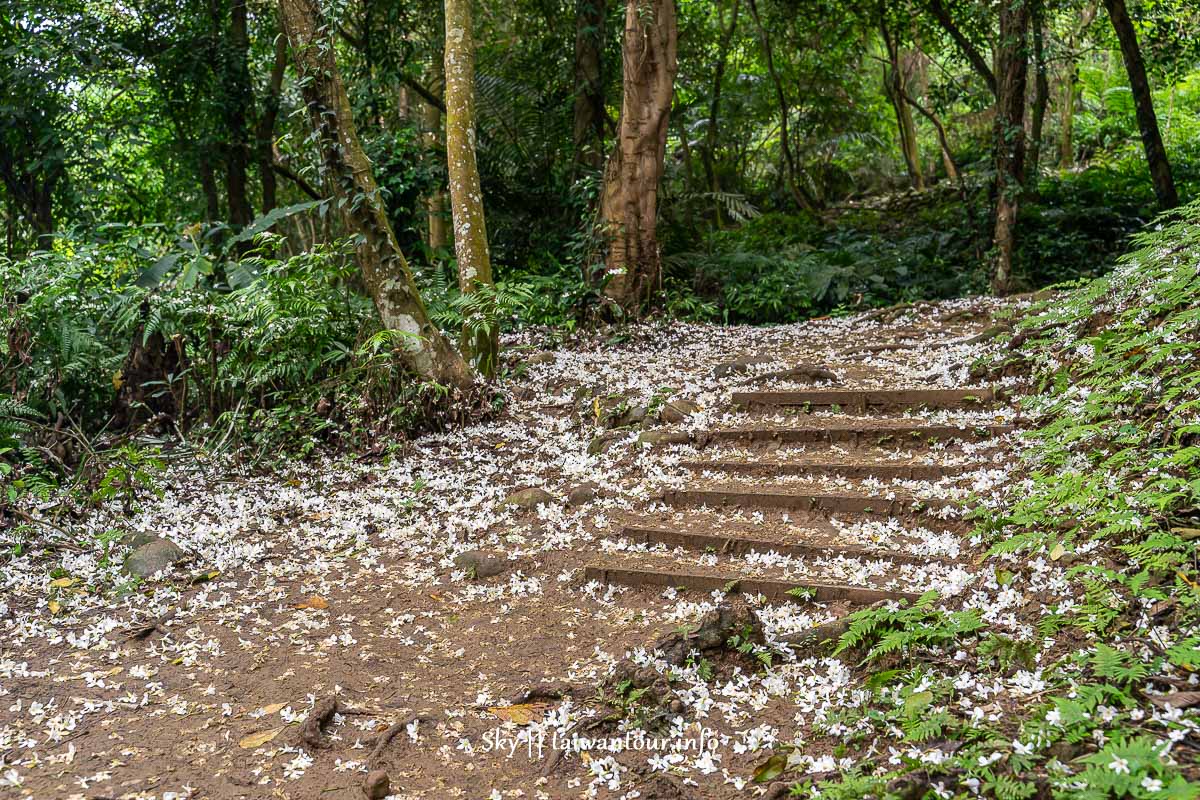 【十一指古道】桃園大溪油桐花秘境地址.百年茄苳樹