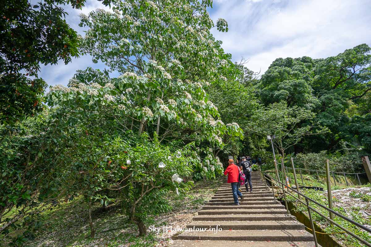 【十一指古道】桃園大溪油桐花秘境地址.百年茄苳樹