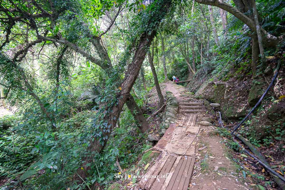 【十一指古道】桃園大溪油桐花秘境地址.百年茄苳樹