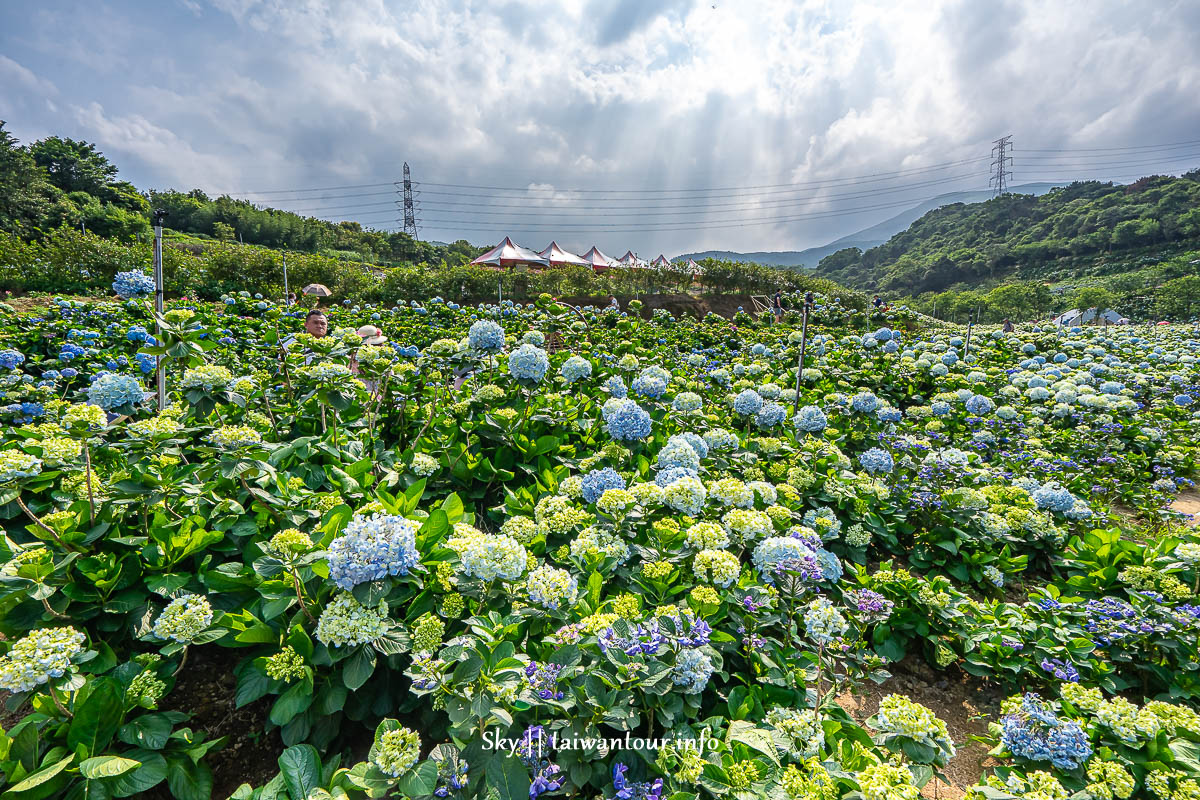 【高家繡球花.萬里第三園區】新北景點推薦怎麼去.地址.交通 【高家繡球花.萬里第三園區】新北景點推薦怎麼去.地址.交通