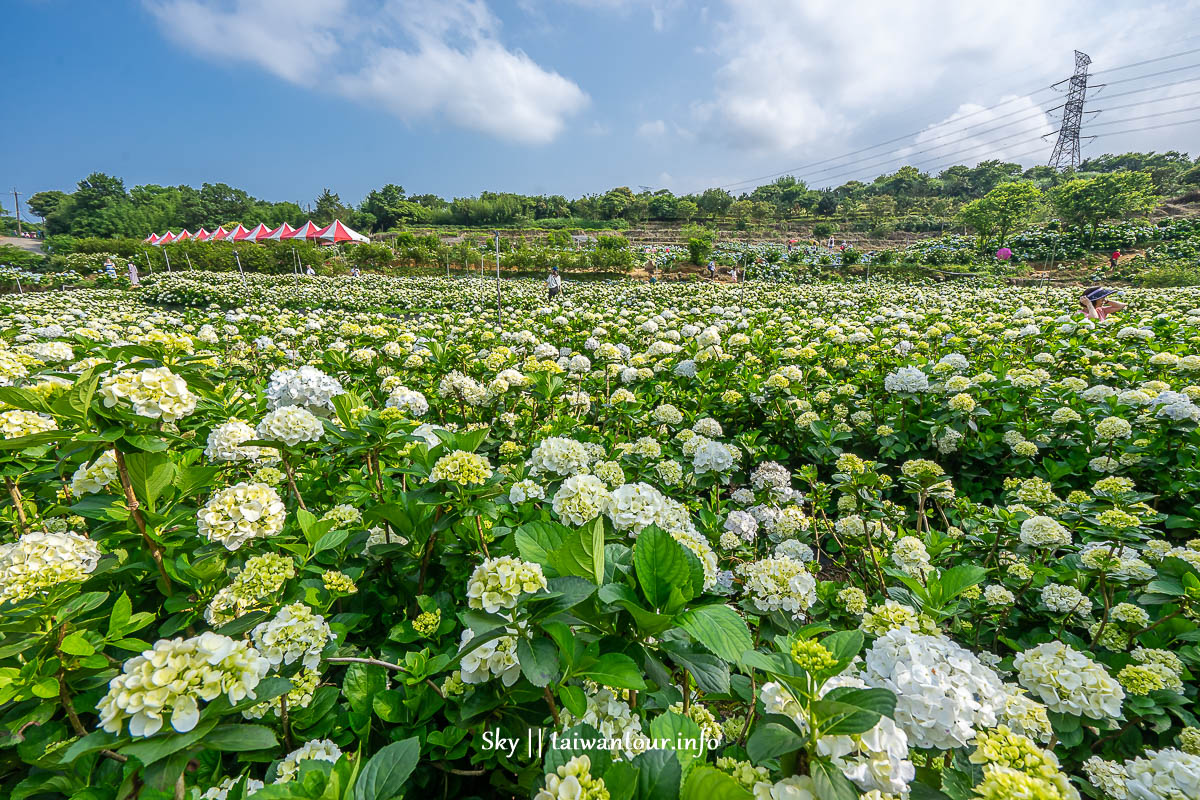 【高家繡球花.萬里第三園區】新北景點推薦怎麼去.地址.交通 【高家繡球花.萬里第三園區】新北景點推薦怎麼去.地址.交通