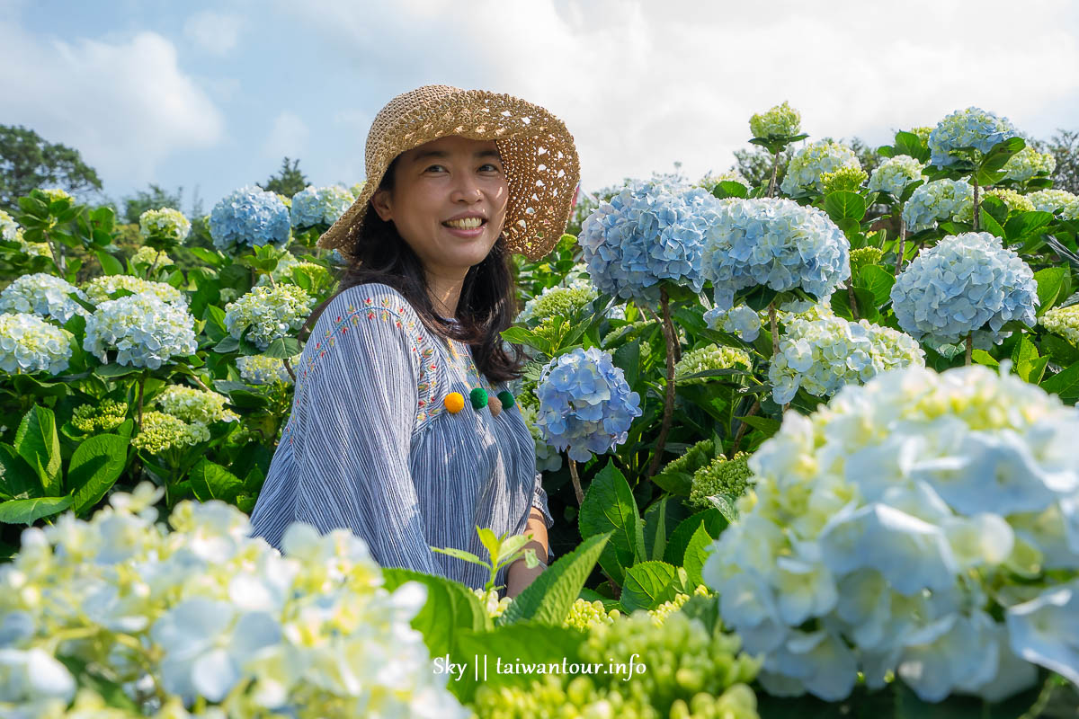 【高家繡球花.萬里第三園區】新北景點推薦怎麼去.地址.交通 【高家繡球花.萬里第三園區】新北景點推薦怎麼去.地址.交通