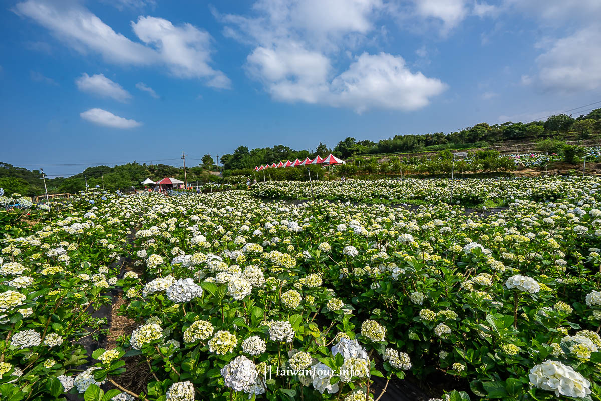【高家繡球花.萬里第三園區】新北景點推薦怎麼去.地址.交通 【高家繡球花.萬里第三園區】新北景點推薦怎麼去.地址.交通