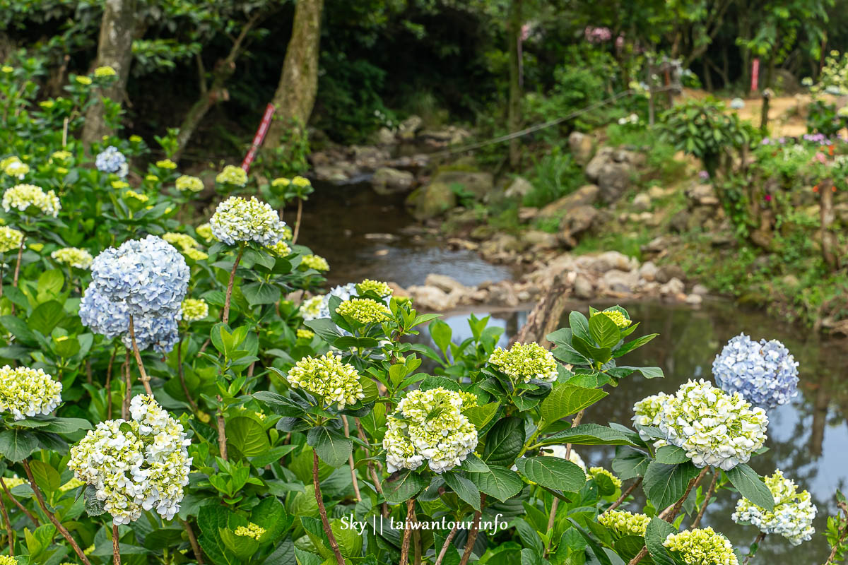 【高家繡球花.萬里第三園區】新北景點推薦怎麼去.地址.交通 【高家繡球花.萬里第三園區】新北景點推薦怎麼去.地址.交通