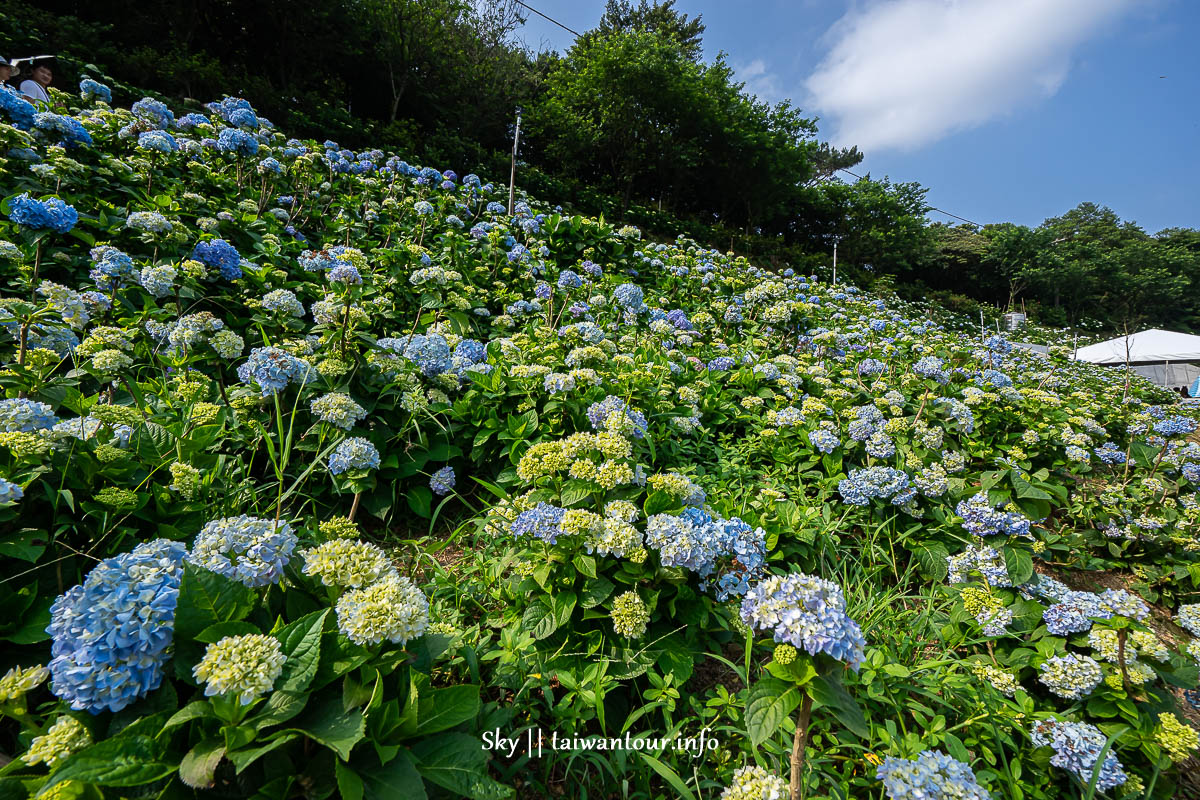 【高家繡球花.萬里第三園區】新北景點推薦怎麼去.地址.交通 【高家繡球花.萬里第三園區】新北景點推薦怎麼去.地址.交通